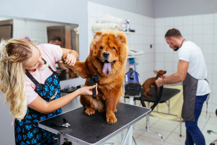 Websites for dog groomers - a dog getting groomed by a young female in her dublin grooming shop business